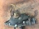 2002-2003 BMW E53 X5 4.6is Front Final Drive 3.91 Ratio Differential